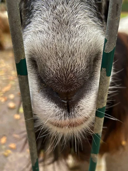 Parmaklıklar arasındaki keçi burnu