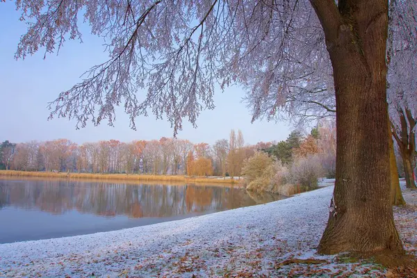 Kırsal kesimdeki bir gölün üzerindeki su yansıması ve yansıması ile kış ormanı manzarası.