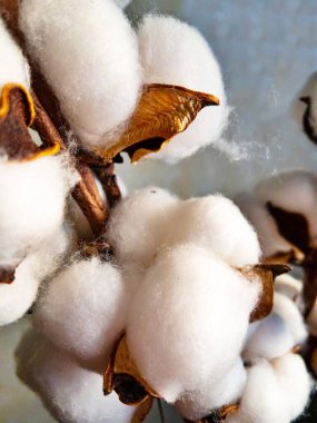 white cotton flower on a background