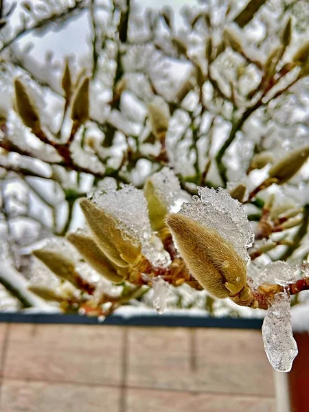 magnolia bud with snow ice on it
