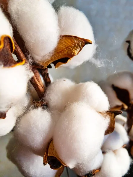 white cotton flower on a background
