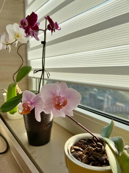 colorful orchids on the window sill