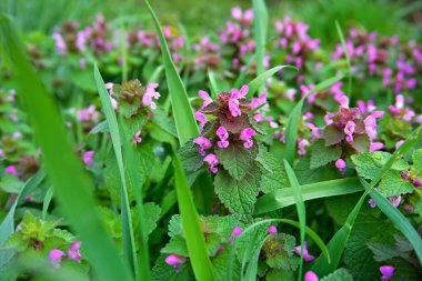 yeşil çimenler arasında mor ölü ısırgan otu bitkisi