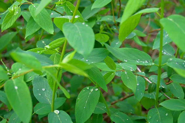 Rain Drops Green Leaves — Stock Photo, Image