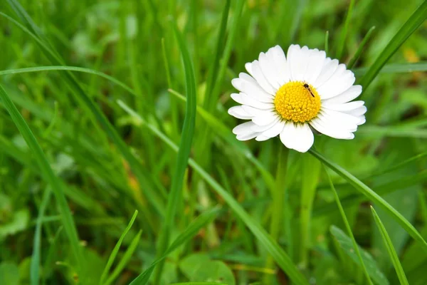 Güzel beyaz papatya çiçeği yeşil çimlerde küçük böceklerle 
