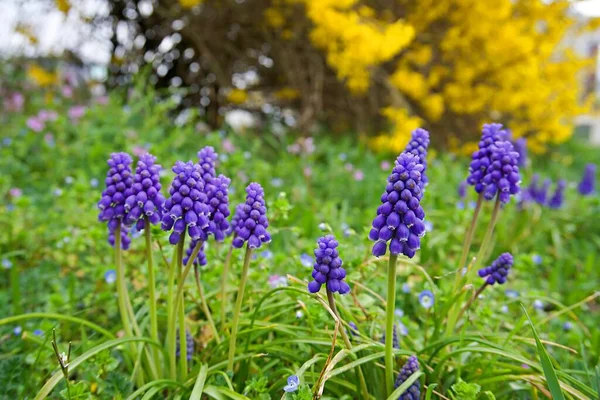 Yeşil çimenlikteki üzüm sümbülleri