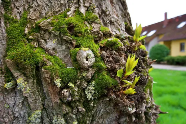 Genç yapraklar yaşlı ağaç gövdesinden filizlenir.