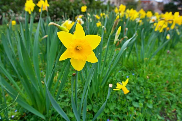 Bahçedeki sarı nergisler 