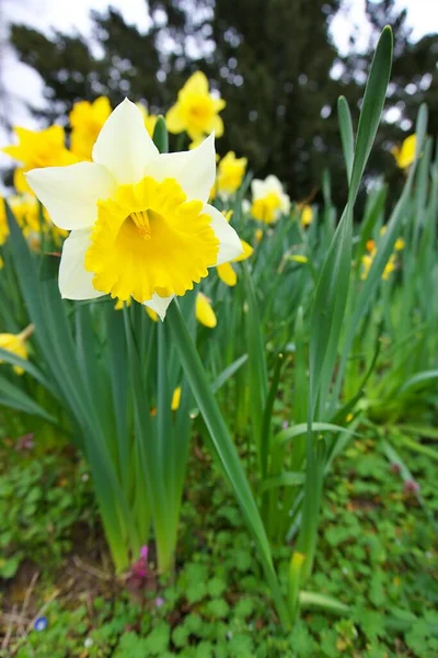 Bahçedeki beyaz sarı nergisler 