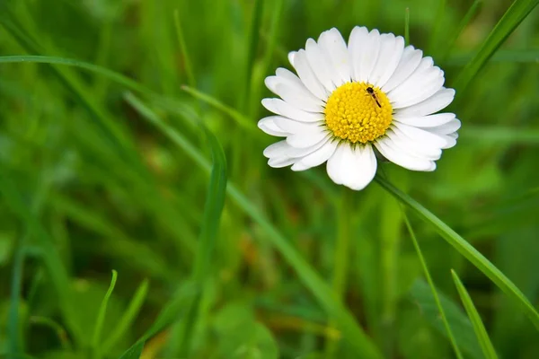 Küçük bir böcekle çimlerde papatya