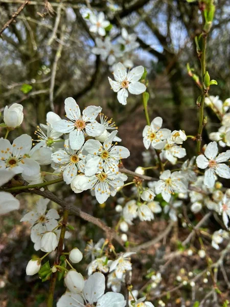 Flor Cerezo Primavera Blanca — Foto de Stock