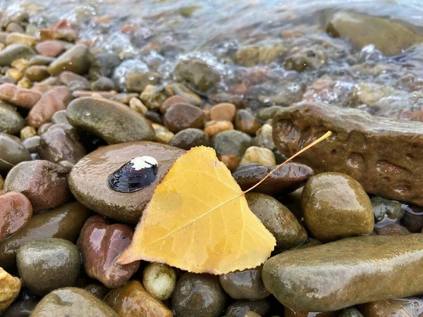Su taşları nehrinde sarı yaprak