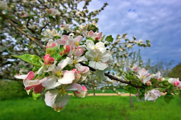 Bahçedeki elma ağacında bahar çiçekleri