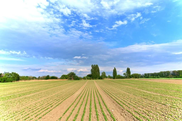 stripes on field of wheat blue sky