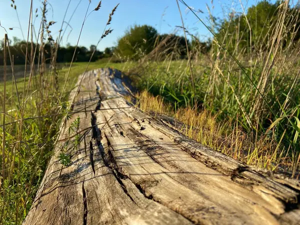 wooden tree trunk bark  in the forest