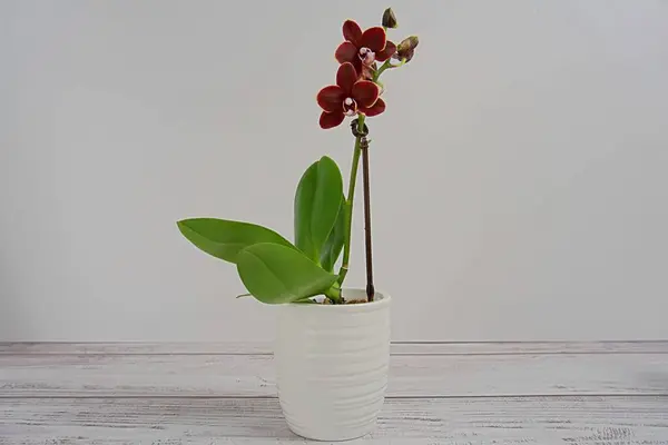 dark flower mini orchid in white pot