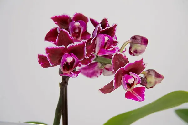dark flower mini orchid close-up