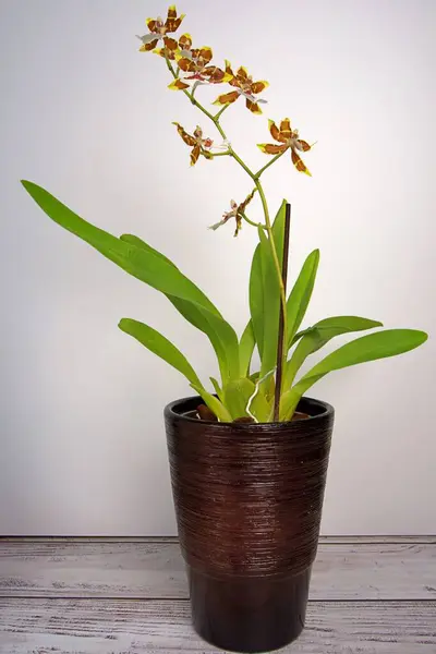 Bir saksının içinde oncidium orchidn