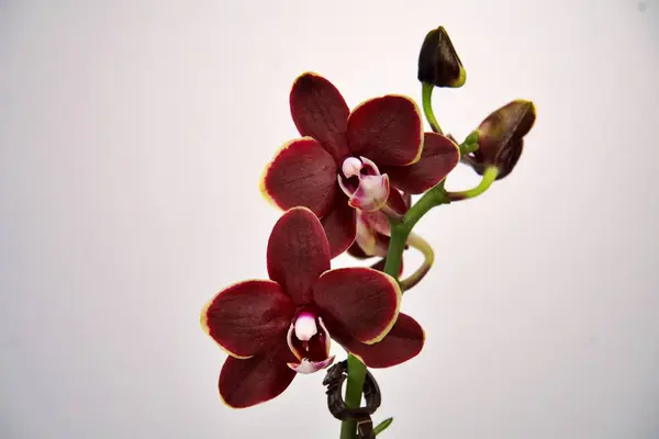 Beyaz arka planı olan kırmızı bir çiçek.