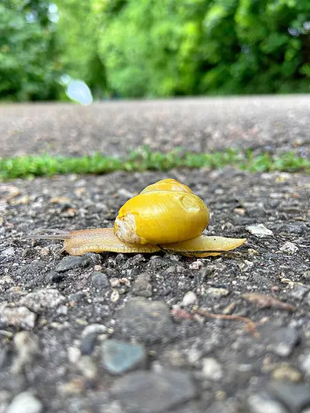 Asfaltta sarı salyangoz
