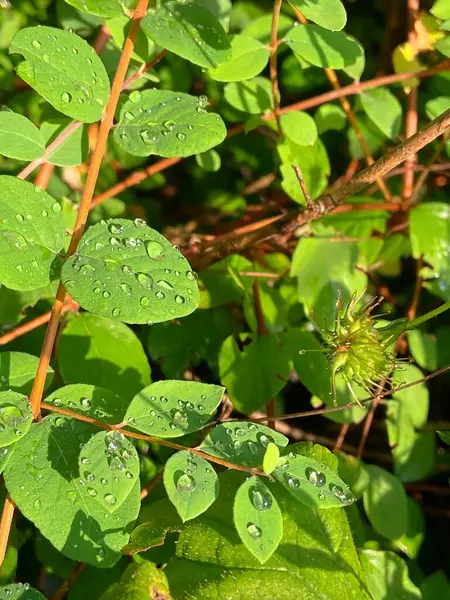 yaprak ve su damlaları
