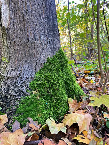 Ağaçta küçük mantarlı yosun var.