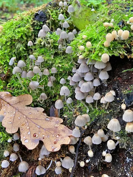 Ormanda bir sürü mantar var.