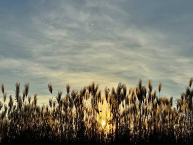 Doğa arka planında sazlıkların ardında güzel bir günbatımı