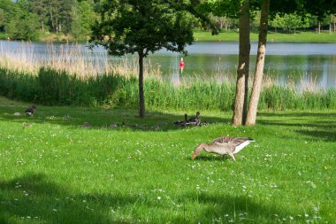 Göl kenarındaki yeşil çayırda kaz