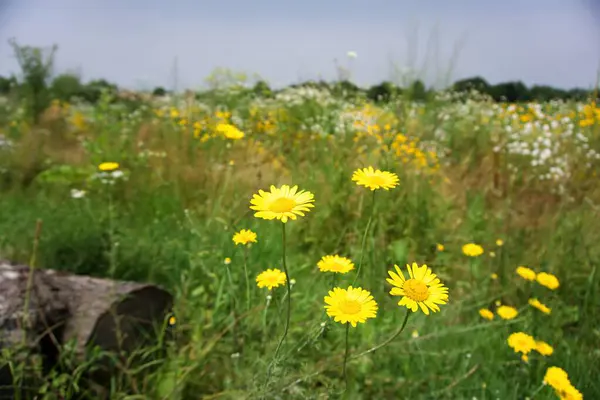 çayır üzerinde sarı çiçek