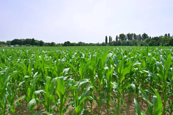 açık mavi gökyüzü ile mısır tarlası