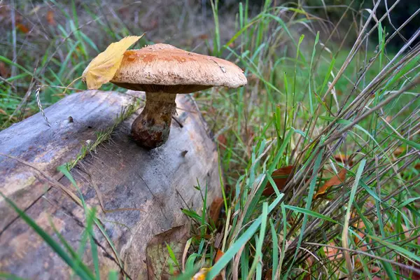 Eski ağaç gövdesinde mantar.