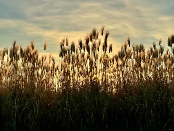 pampalar gün batımı bulutlarında çimenler