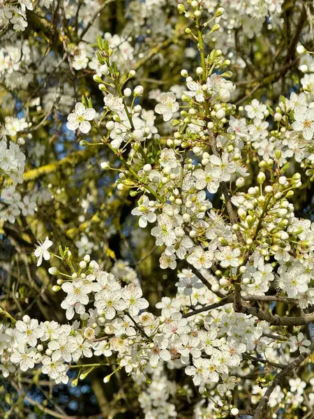 Beyaz kiraz çok çiçek açar. 
