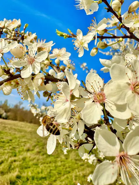 Kiraz çiçeğinin üzerindeki arı. Yaklaş. 