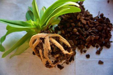 orkide kökleri yeniden otlatma substratı