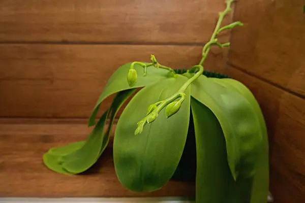 Kapalı tomurcuklu orkide