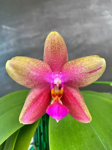 Fenopsis orkidesi liodora çiçeği