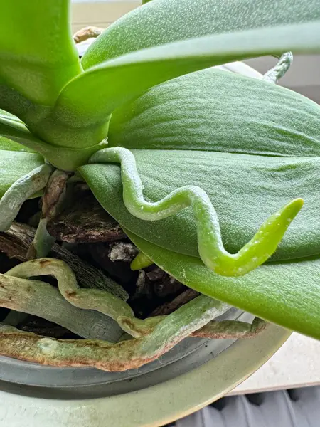 Komik orkide hava kökü