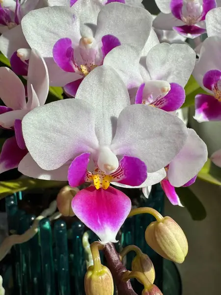 Rosa Lip 'li mini orkide.