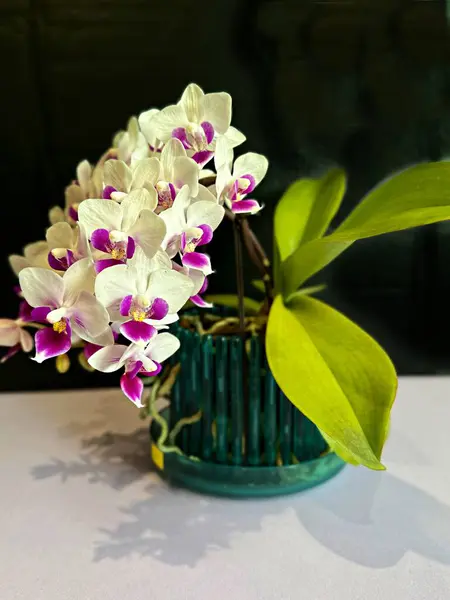 Siyah arka planda güzel bir orkide çiçeği