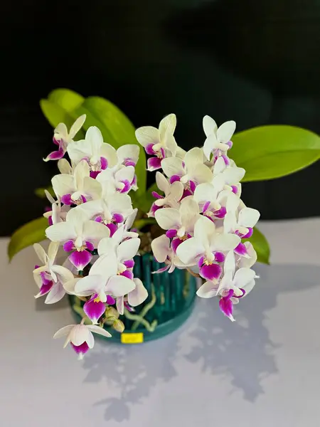Küçük orkide çiçekleri siyah arkaplan