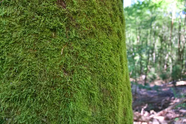 ağaç gövdesi üzerinde yeşil yosun