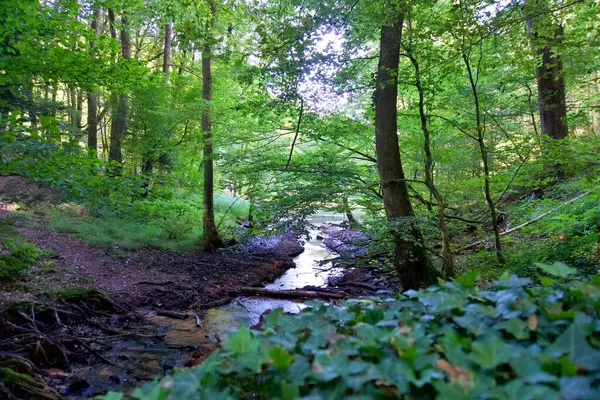 Yansımalarla ormandaki akarsu