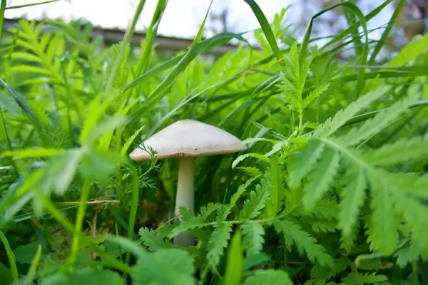 Yeşil çimlerde beyaz mantarlar