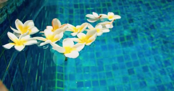 Tropical Frangipani White Flowers Blue Water Background Top View Flat — Stock Video