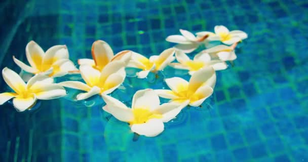 Trópusi Frangipani Fehér Virágok Kék Víz Háttér Felülnézetből Lapos Fekvéssel — Stock videók