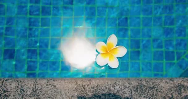 Тропические Цветы Frangipani Plumeria Плавающие Воде Бассейн Концепция Мира Спокойствия — стоковое видео