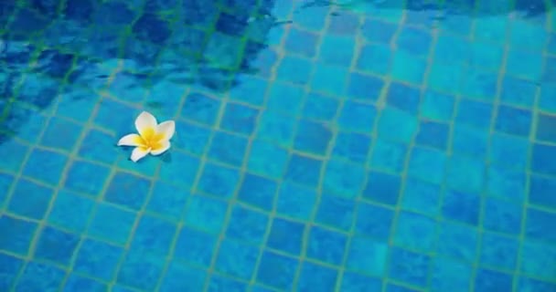 Голубой Водный Фон Одним Белым Желтым Цветочком Plumeria Frangipani Плавающим — стоковое видео
