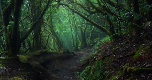 Bosque Natural Laurel Místico Con Sendero Senderismo Clima Nublado Niebla — Vídeos de Stock